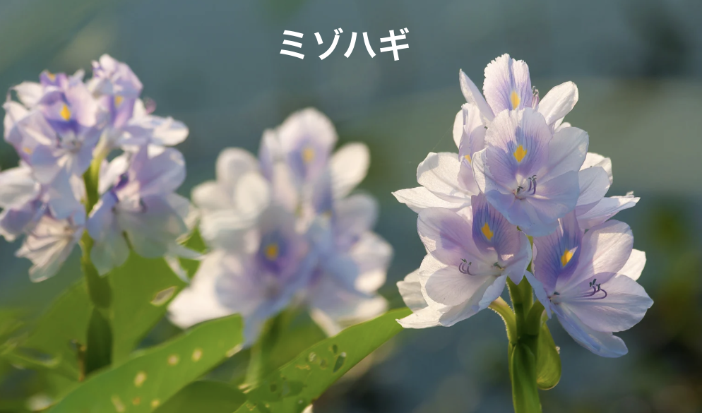 ミゾハギ