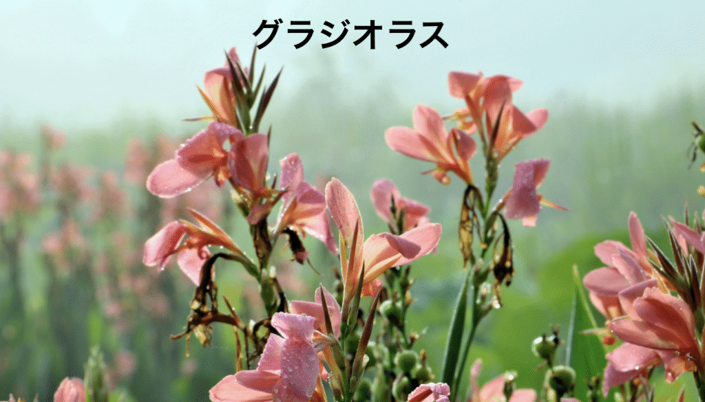 グラジオラス