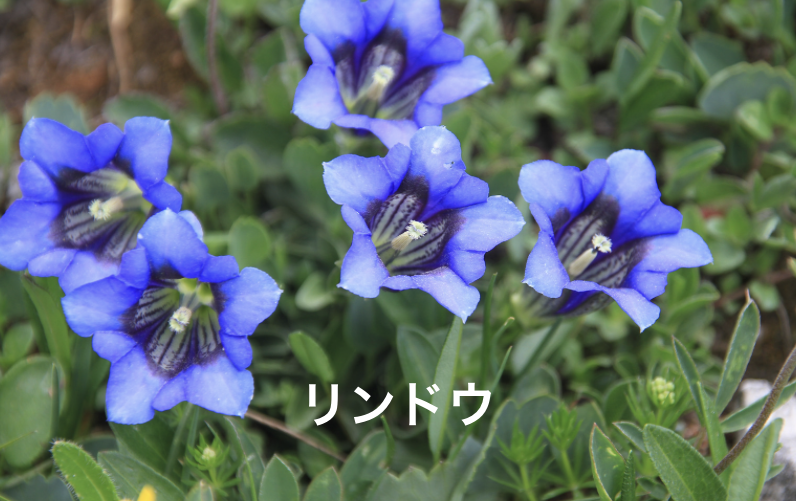 リンドウ
