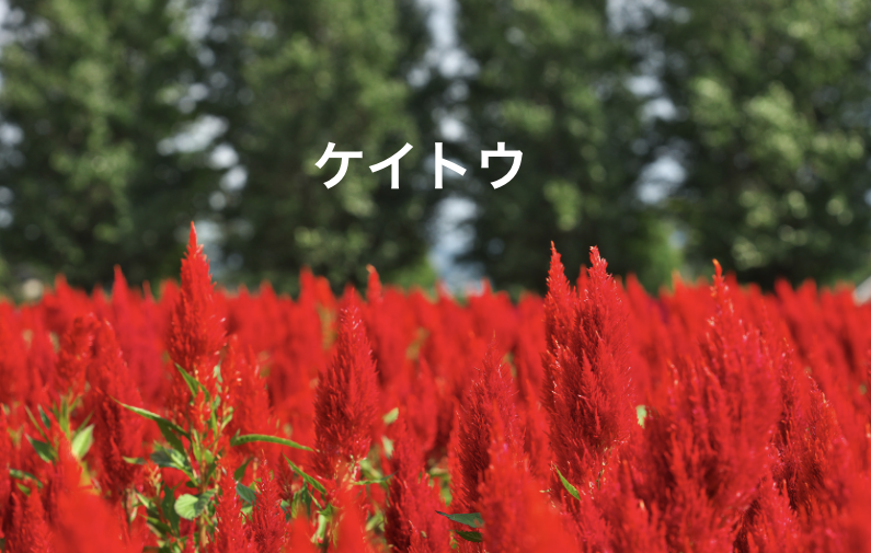 ケイトウ