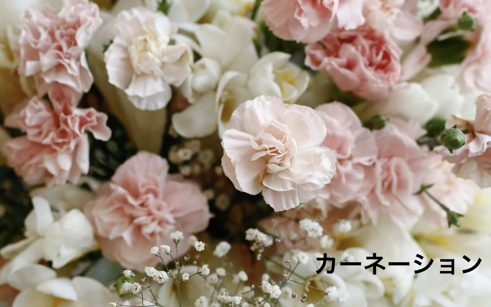 カーネーション