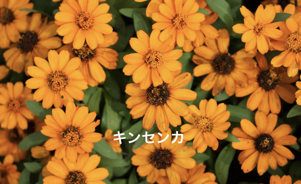 キンセンカ