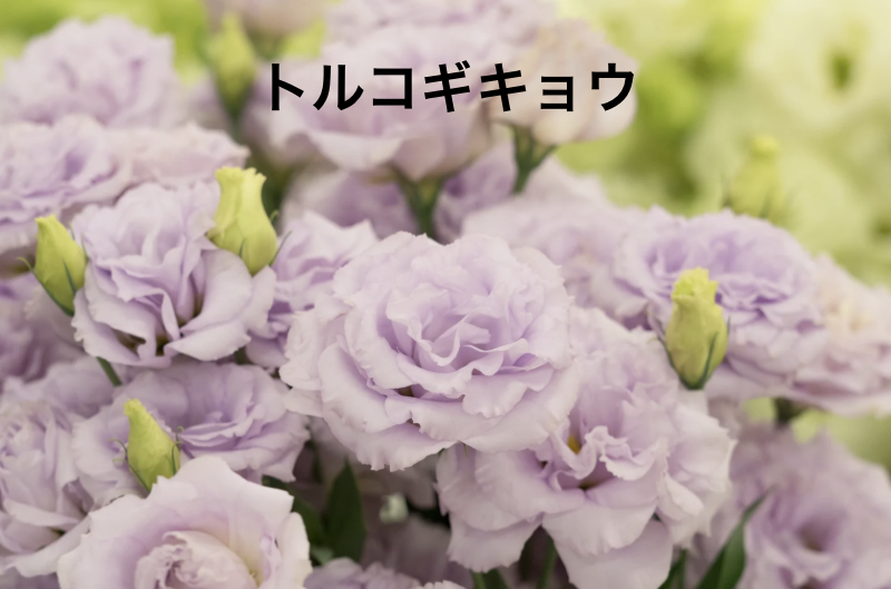 トルコギキョウ