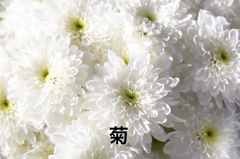 菊